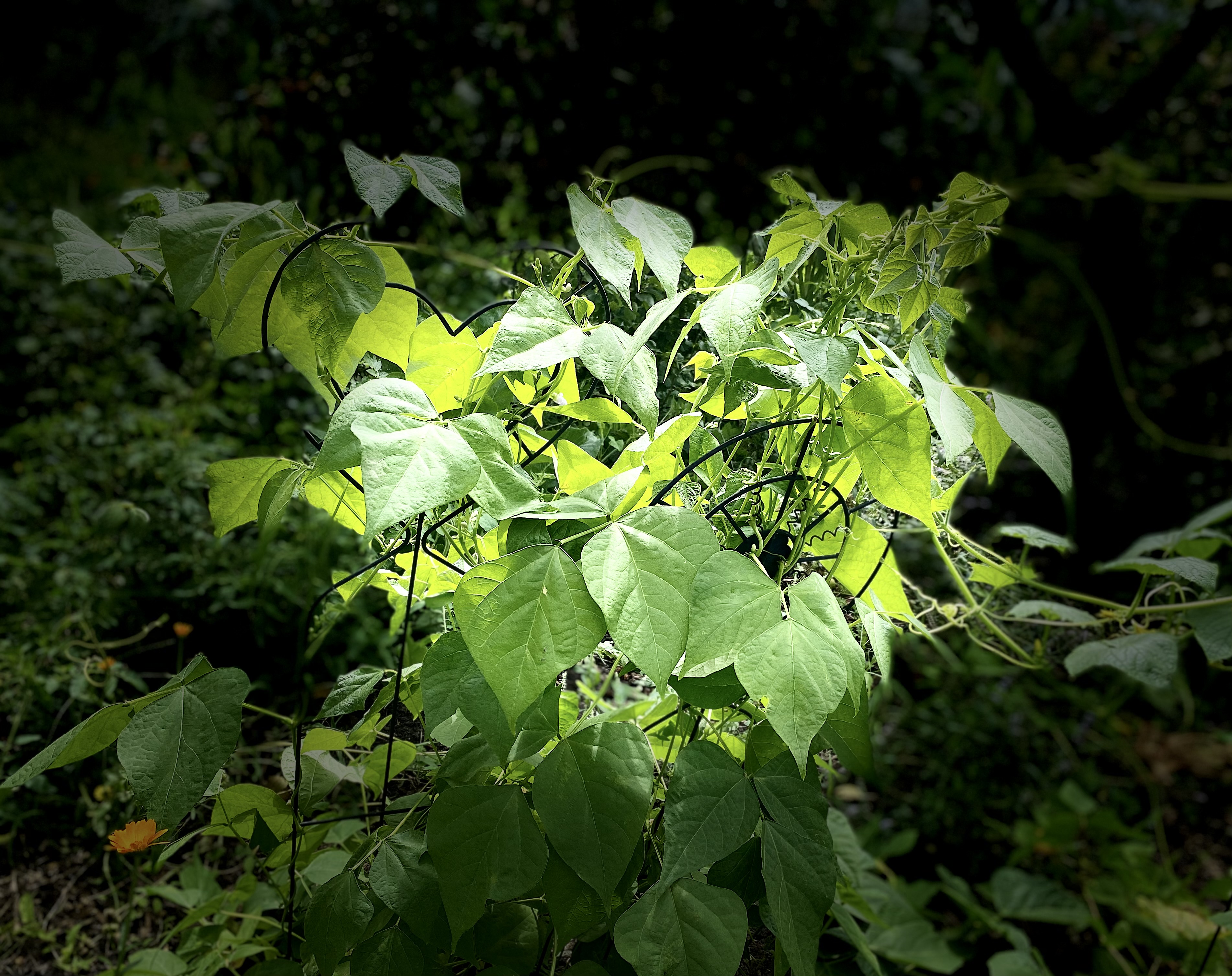 Citizen Science Experiment